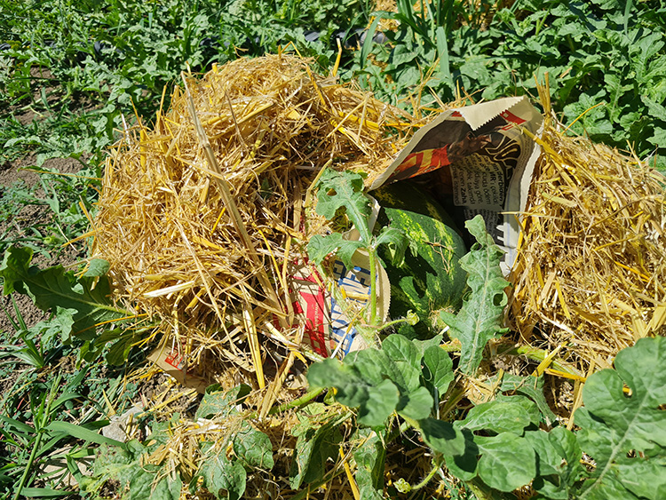 06 2024 12062024 Karpuz2 (1)