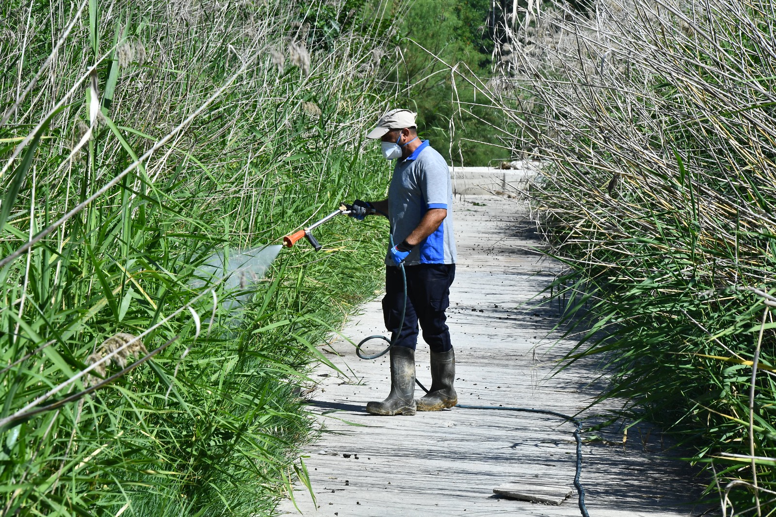 Karasinekler için tuzak