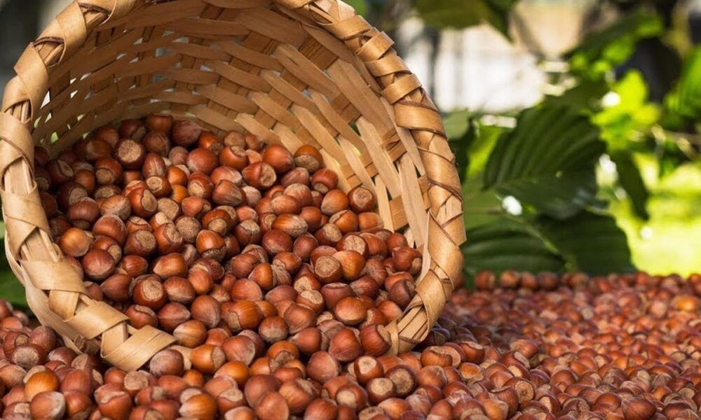 6 Haziran 2024 tarihine ait güncel fındık fiyatları şu şekildedir: