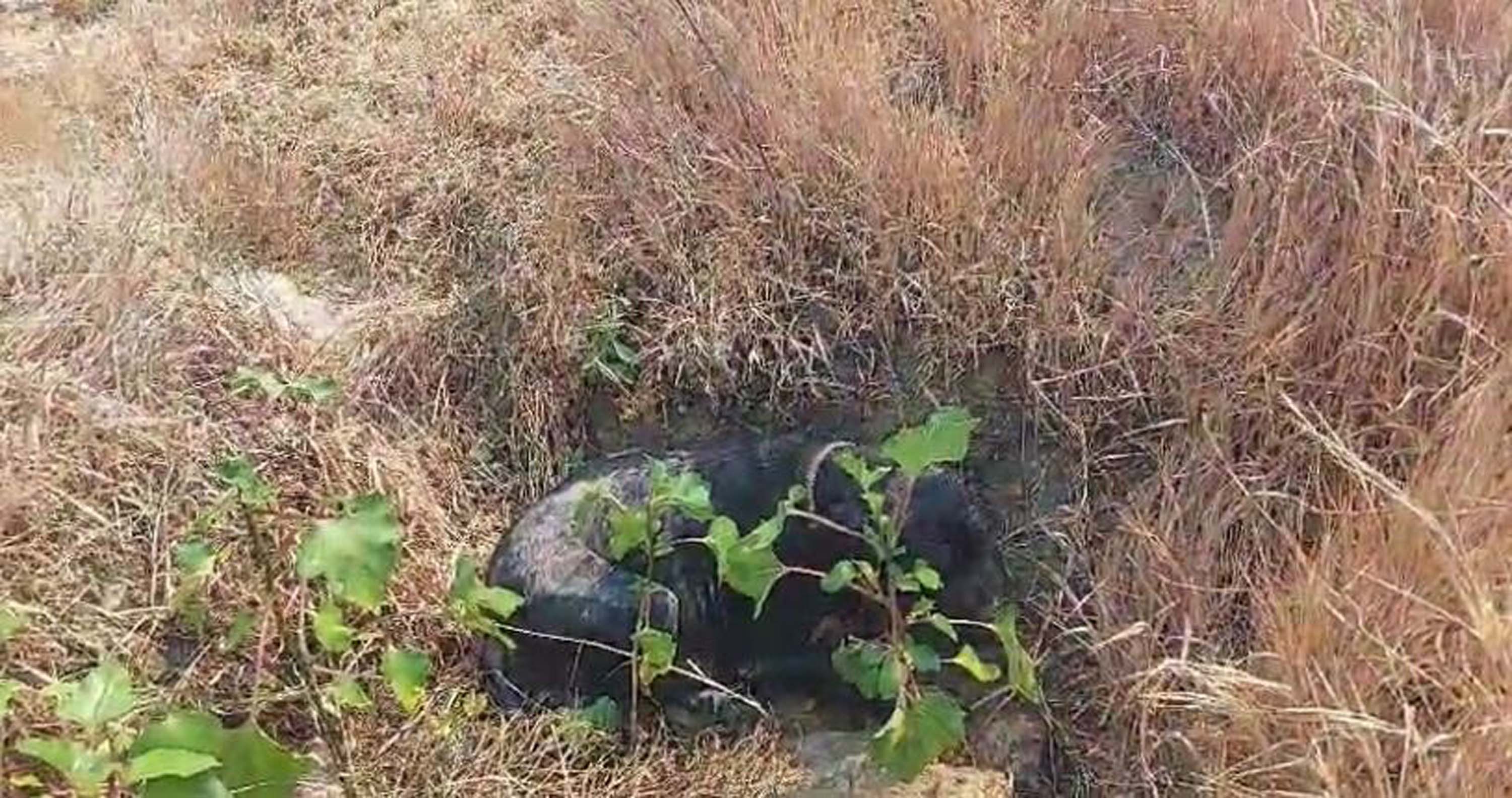 Alaşehir'de ot yangını korku saçtı: Bir itfaiye eri dumandan etkilendi, bir sokak köpeği yaralandı!