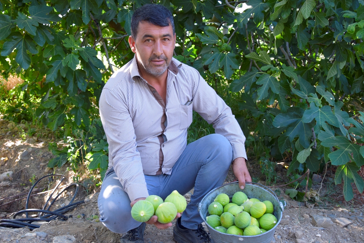 Yaklaşık 600 ila 800 dekarlık alanda yılda ortalama 5 bin ton yediveren incir üretiliyor