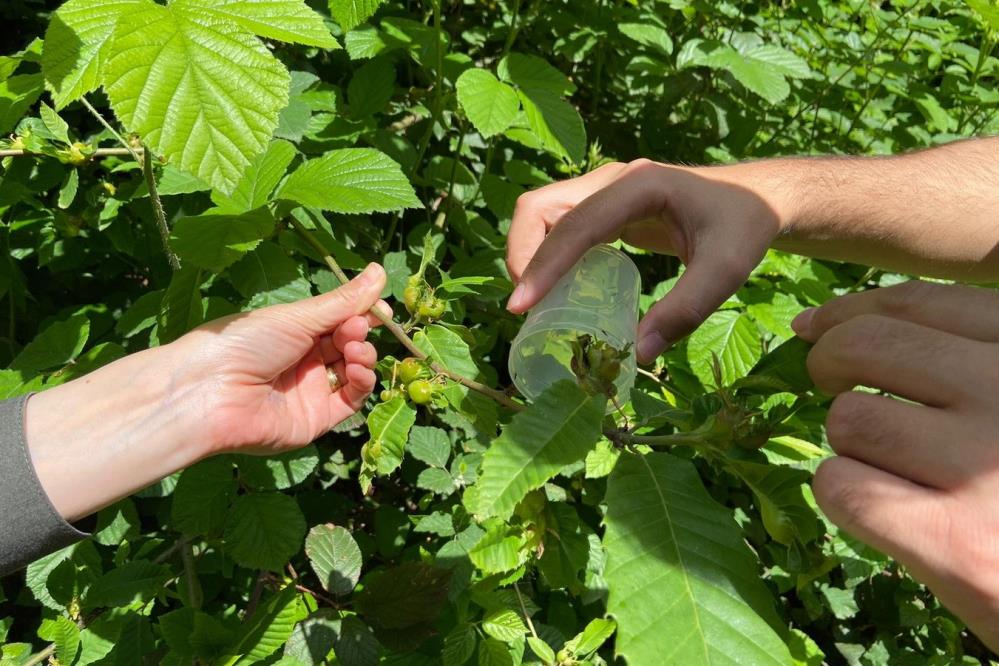 Laboratuvar ortamında üretilen Torymus Sinensis