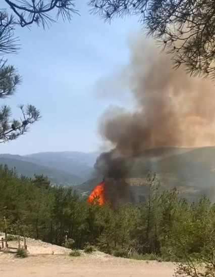 Sinop Dikmen'de yangın: Orman alevlere teslim oldu!