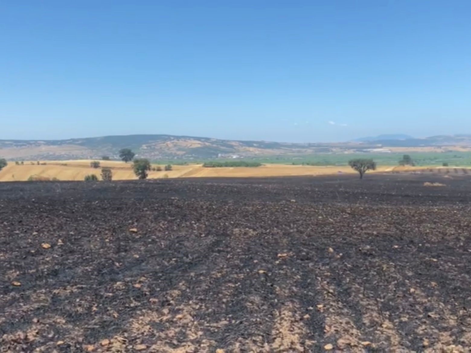 Balıkesir'in Gönen ilçesinde buğday tarlasında yangın