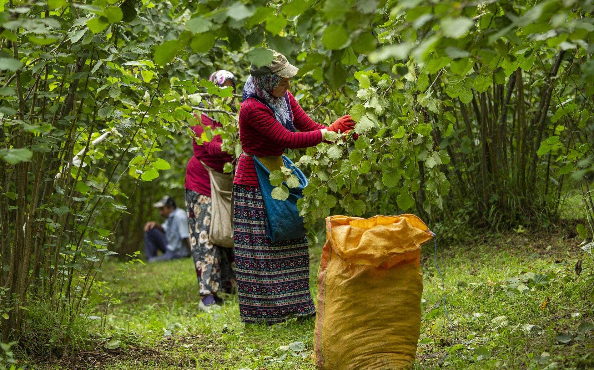 Fındık ne zaman toplanır?
