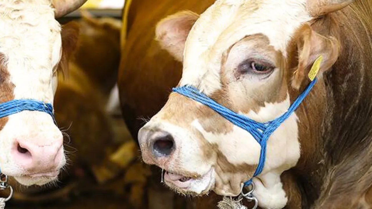 Kurban Oncesi Kene Uyarisi Kurbanliklarla Yurda Dagiliyorlar X0Ci Cover.png