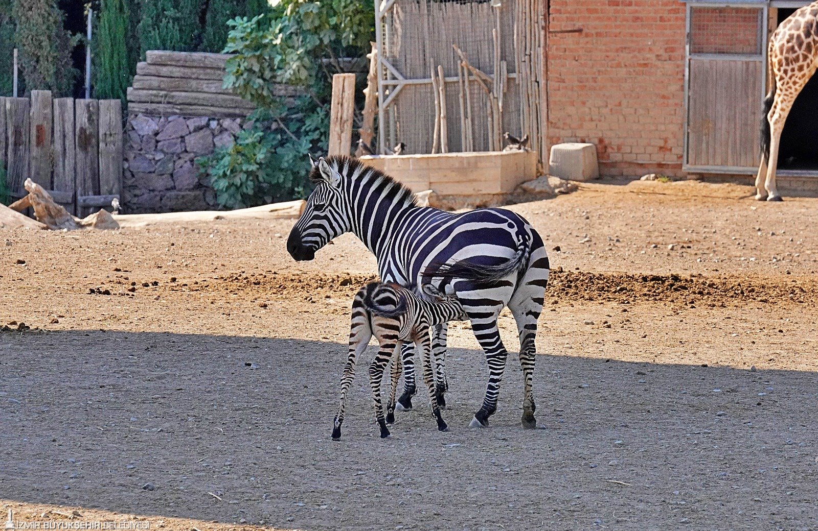 Zebra ailesi büyüyor