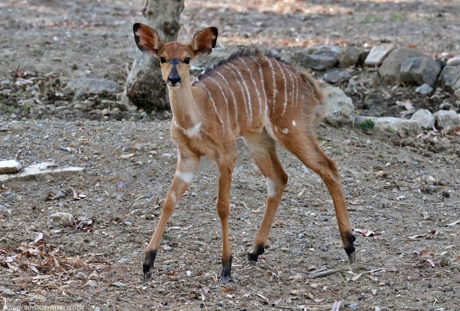 Ayakta kalma çabaları gülümsetti