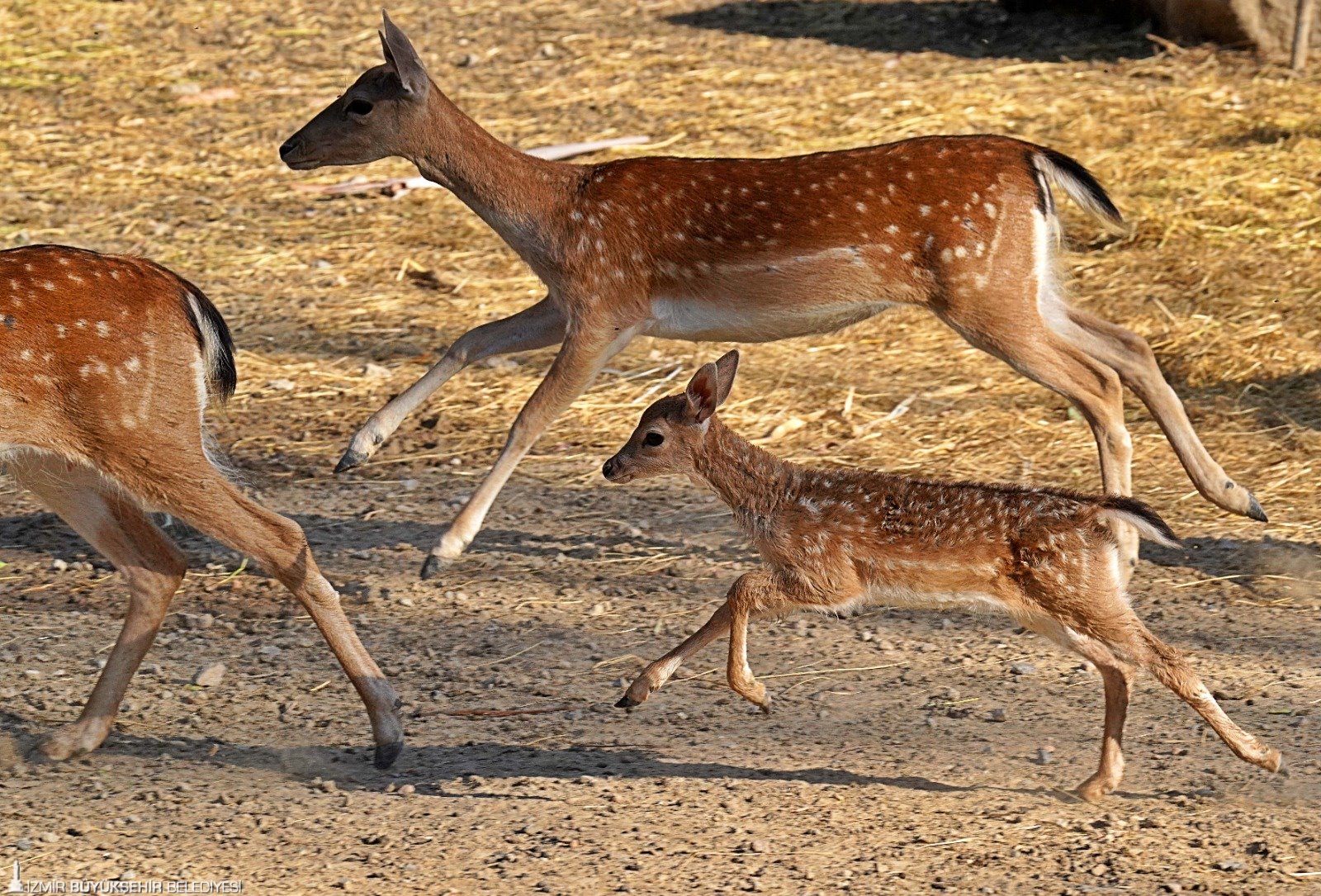 Yeni doğan bebekler hayata alışıyor