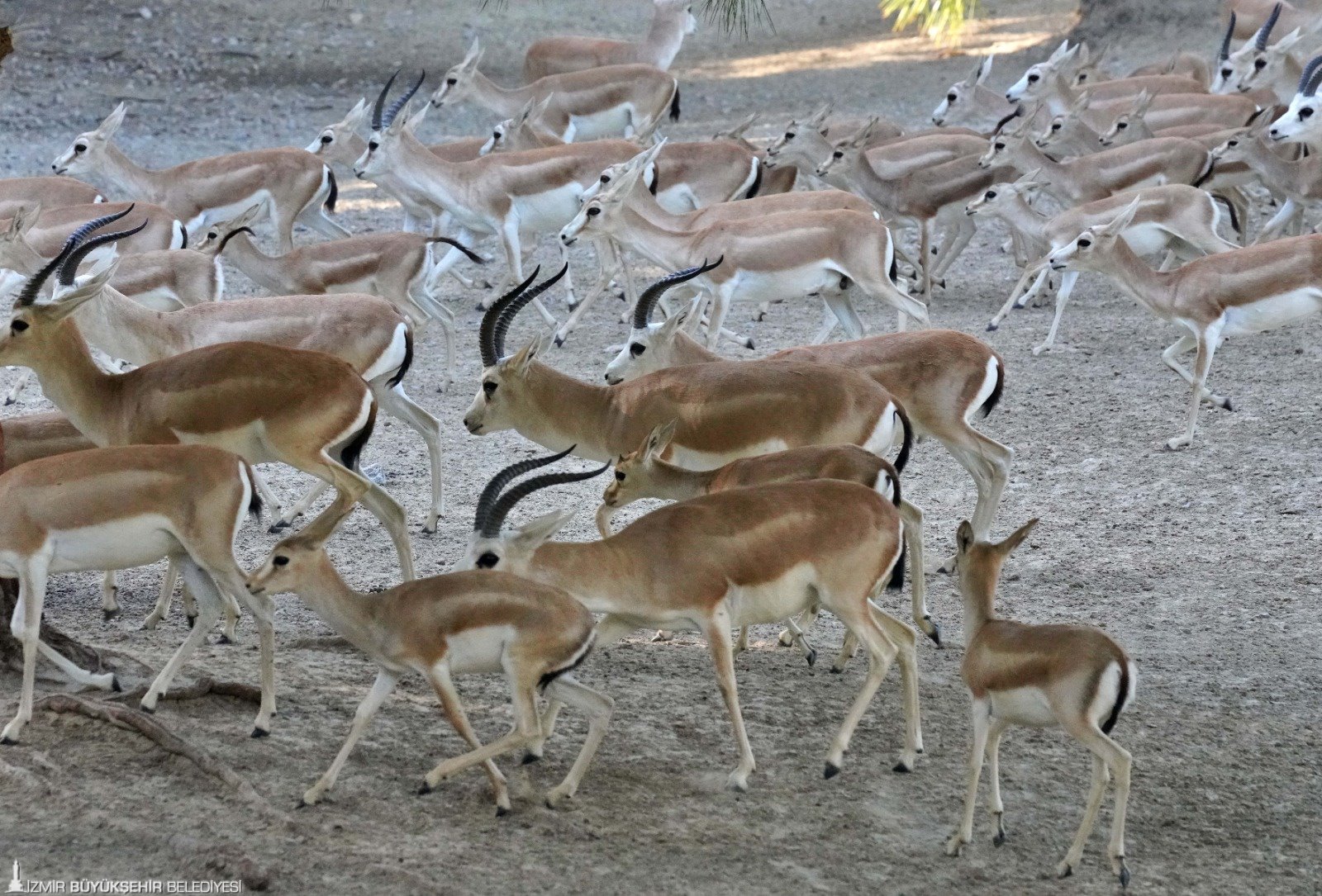 Güney Afrika Antilobu, ceylan ve yaban keçileri de yeni yavrulara kavuştu