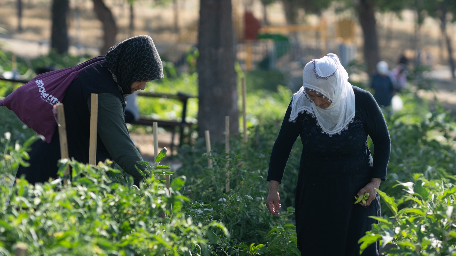 137 kadın bostanda ürün yetiştiriyor