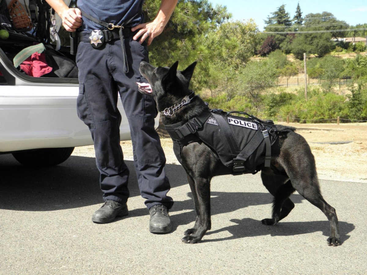 6. Polis ve askeri köpekler: Güvenlik güçlerinin güvenilir partnerleri