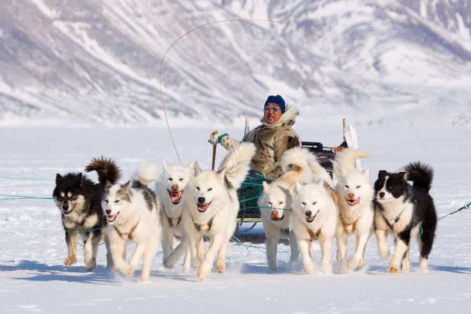 1. Kızak köpekleri: Buzların üzerindeki kahramanlar