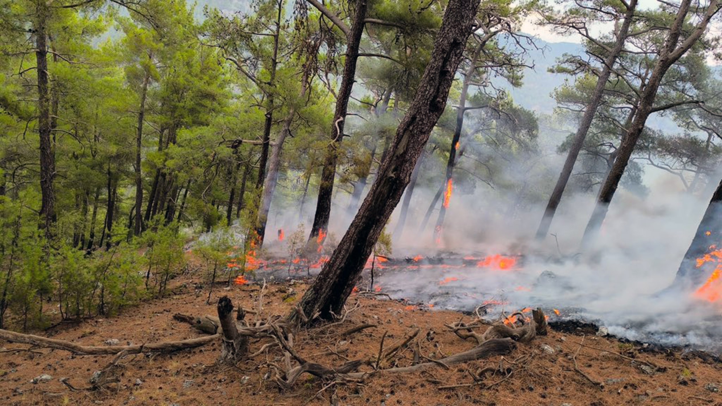 Cehennem Deresi Yanıyordu, Orman Ve Itfaiyeciler Kurtardı (2)