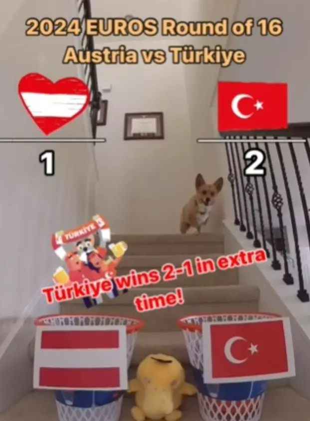 Fenomen Köpeğin Tahmini-1