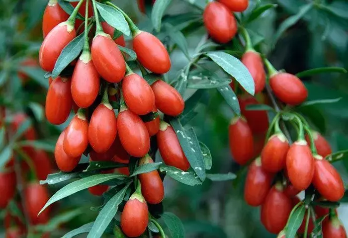 Goji Berry Ne Ise Yarar 5