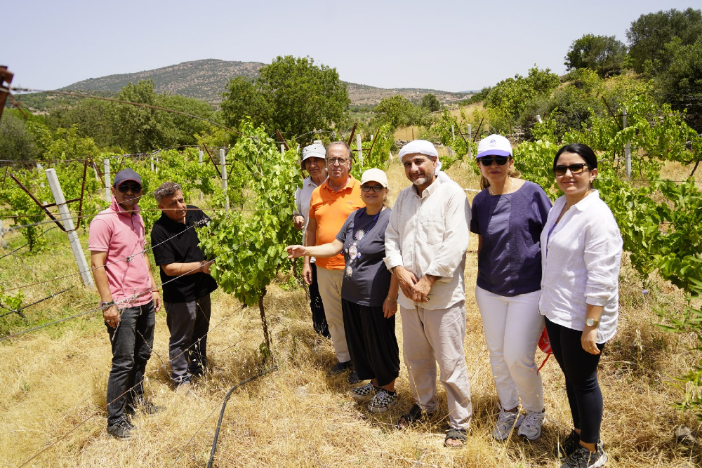 Manisa'da organik bağcılık çalışmaları hız kesmeden devam ediyor!