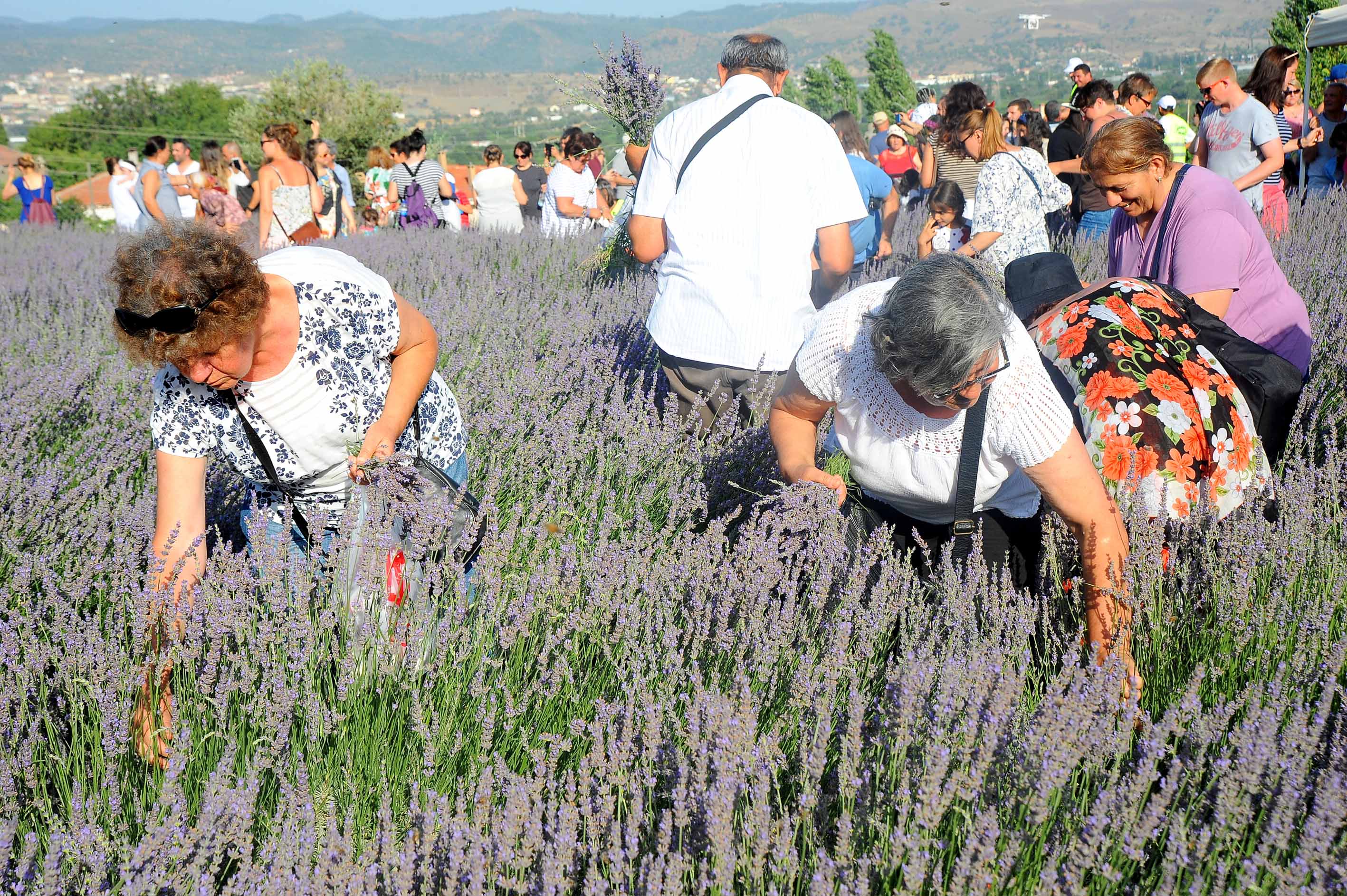 “Hafta sonunuzu lavantanın güzelliğine ayırın”