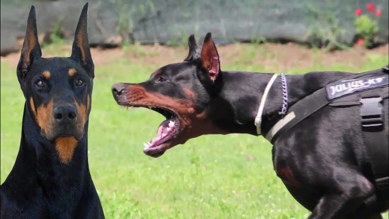 4. Bekçi köpekleri