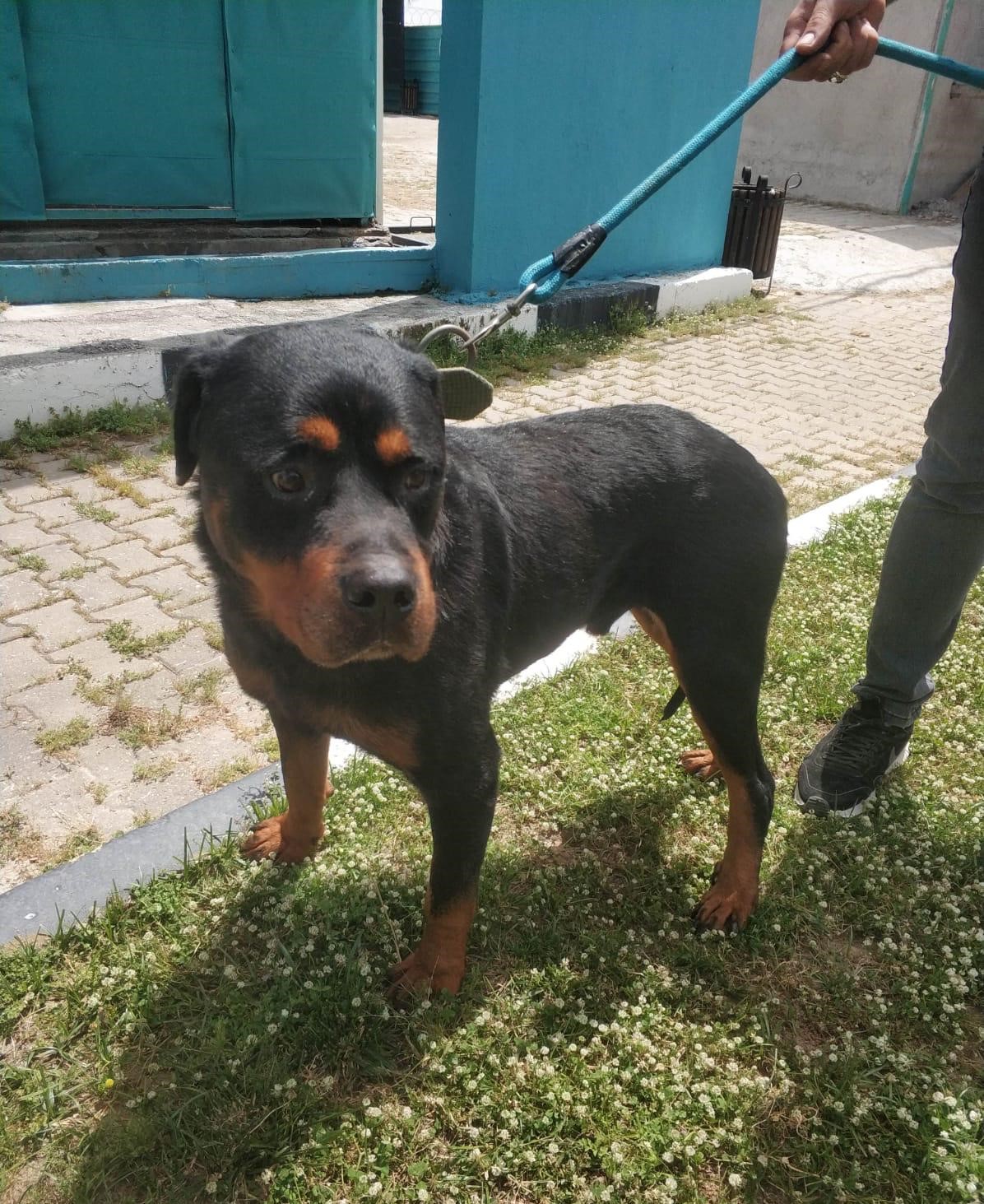 Hastalıklı Olarak Getirilen ‘Rottweiler’ Cinsi Köpek Artık Sapasağlam