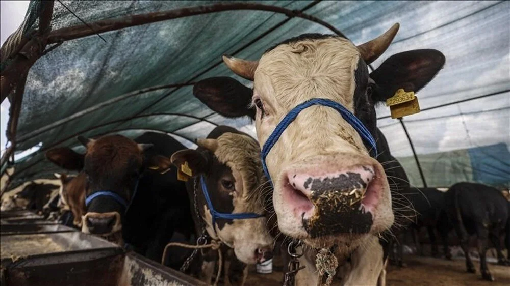 15-19 HAZİRAN KURBAN BAYRAMI