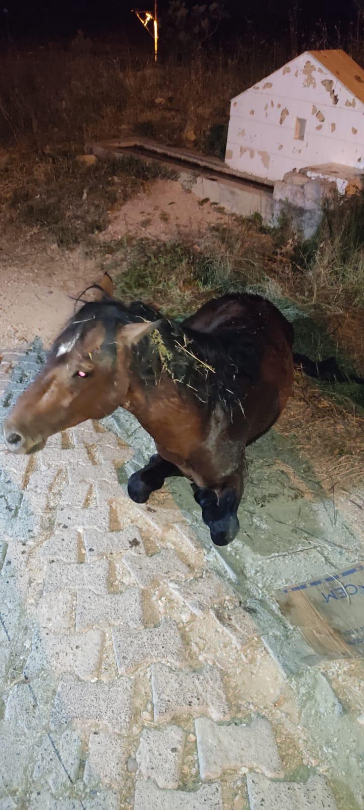 Hipotermi Geçiren Yılkı Atı 5 Saatlik Müdahale Sonucu Ayağa Kaldırıldı