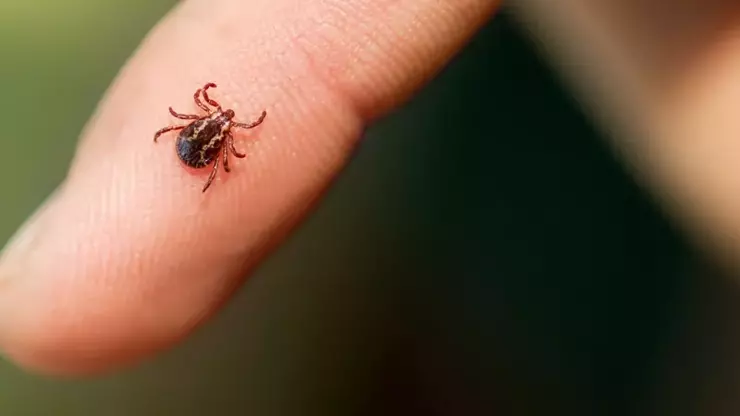 Kene ve böcek ısırıklarının sağlık üzerindeki etkileri