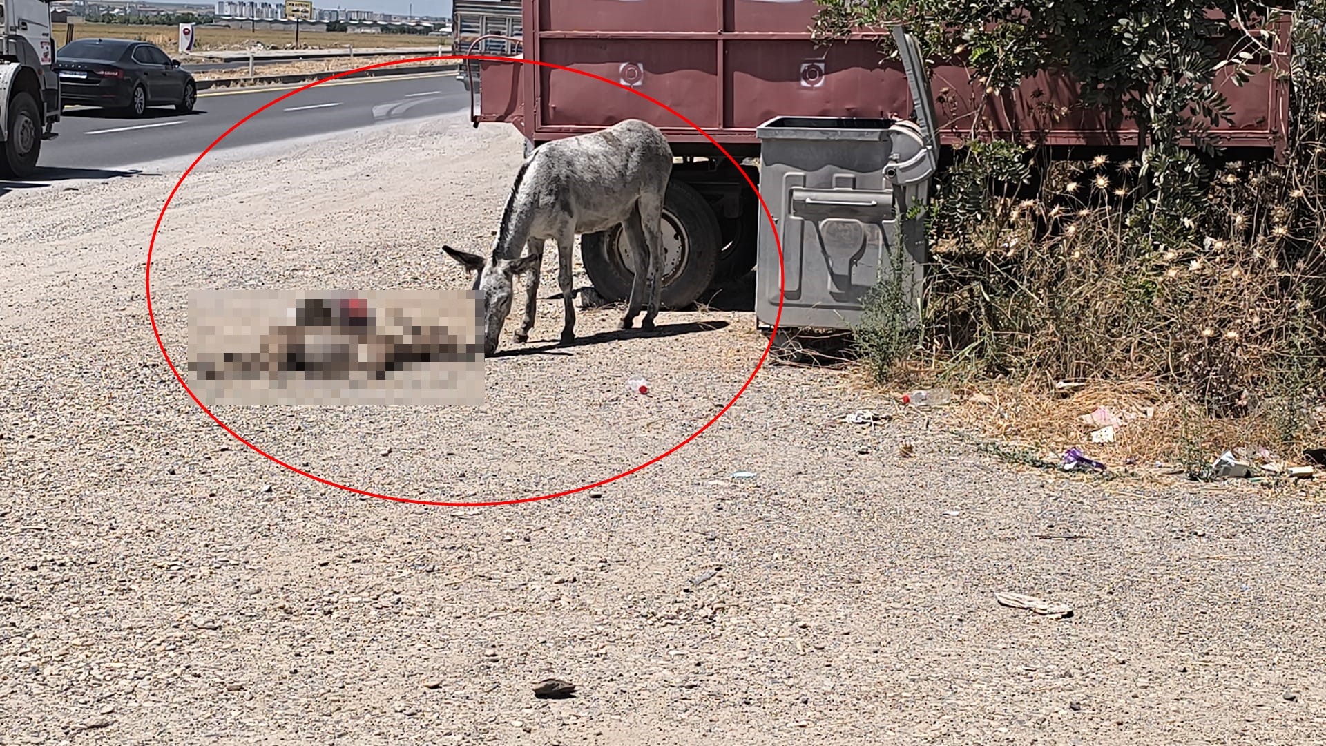 Ölen yavrusunun başından 2 gün boyunca ayrılamadı!