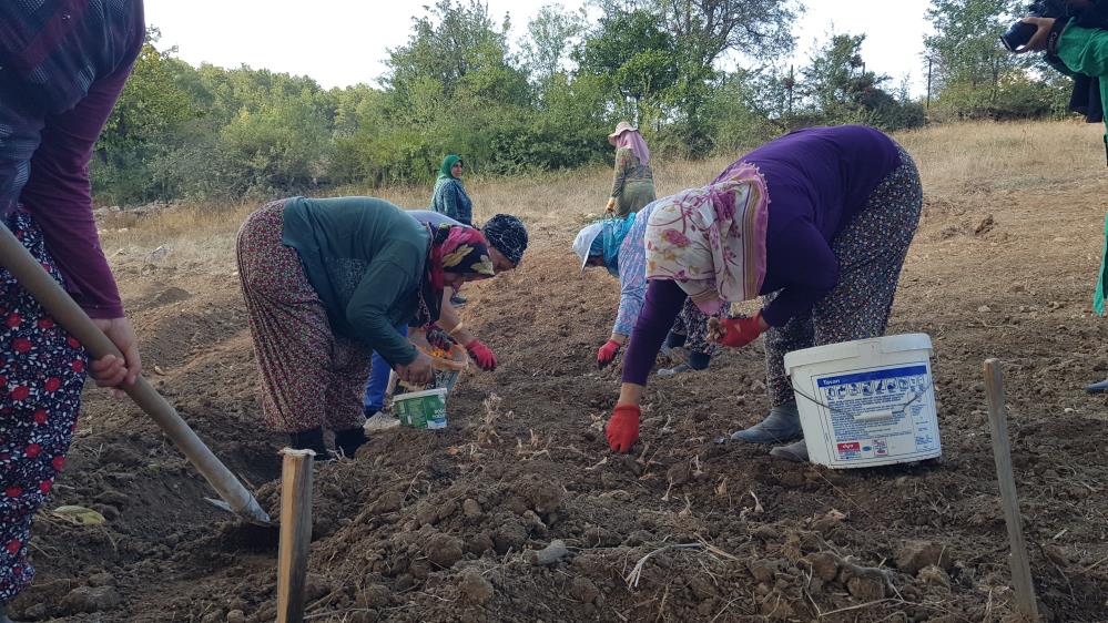 Öte yandan, gıda, tıp ve giyim sektörlerinde kullanılan safranın soğan dikimine Ağustos ayı itibariyle başlandı. 