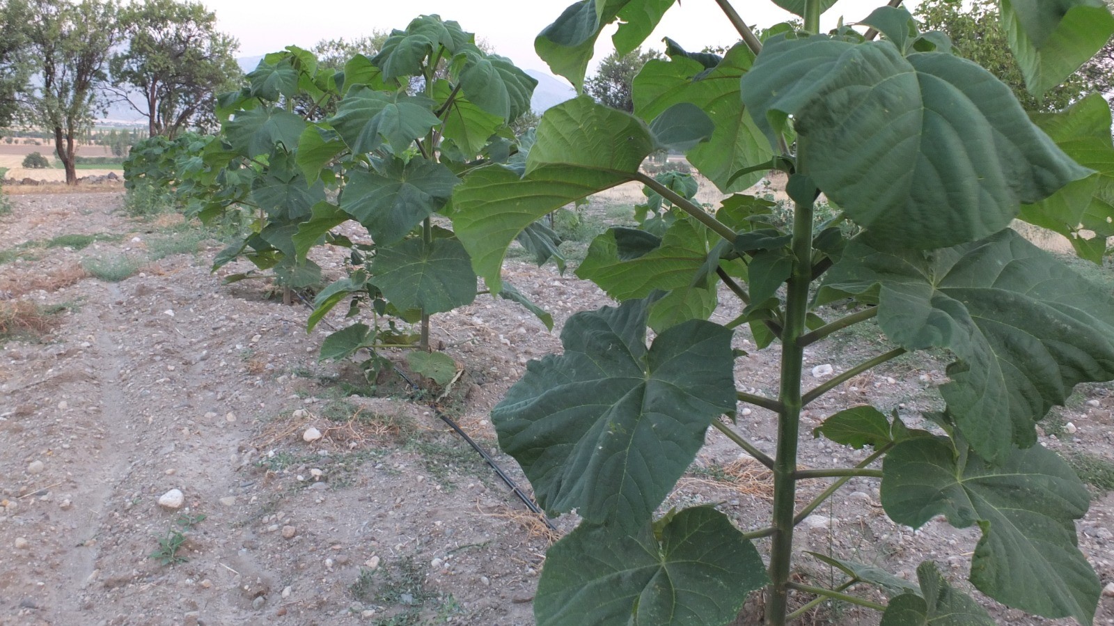 "Kendi yurduma yenilik getirmek istiyorum"