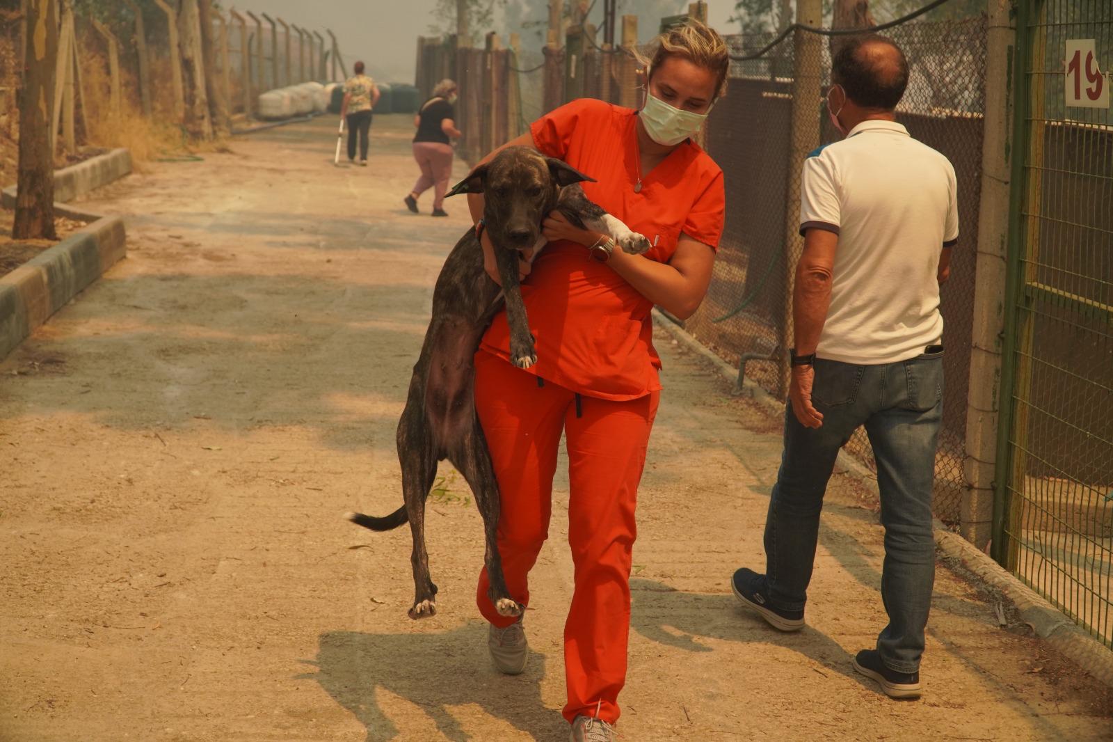 Örnekköy Geçici Köpek Bakımevi Yangın Tehlikesi Altında