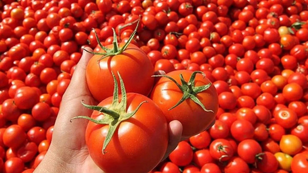 Ziraat Odalari Baskanlarindan Domates Tepkisi Tarlada 17 Tl Pazarda 15 Tl C31U Cover