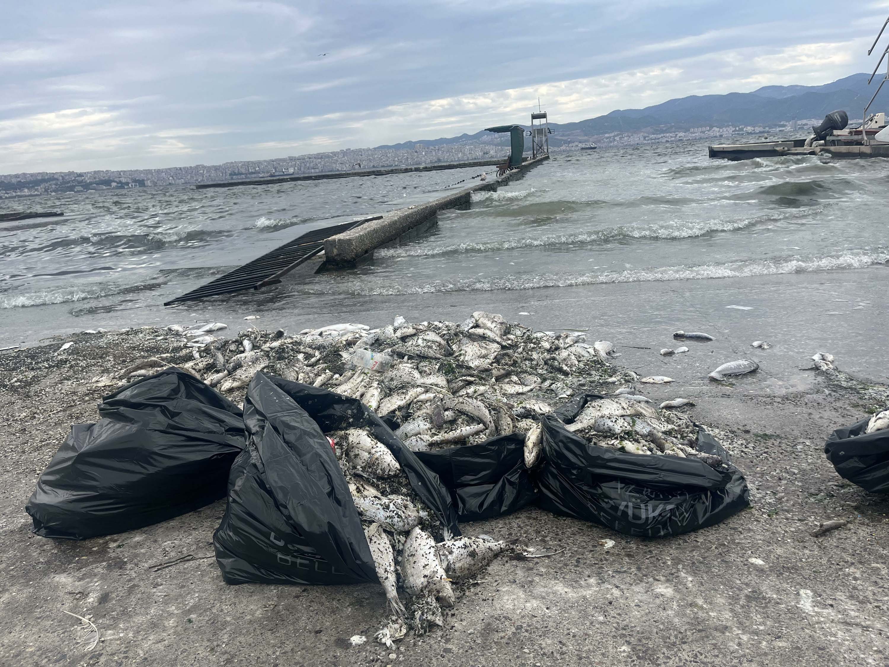 İç körfezde canlılık sıfır seviyesine indi!