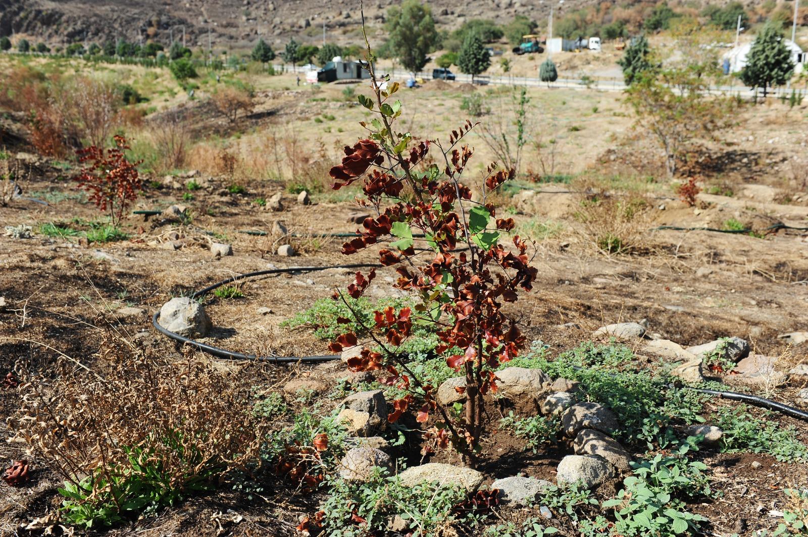 Doğa yeşerecek