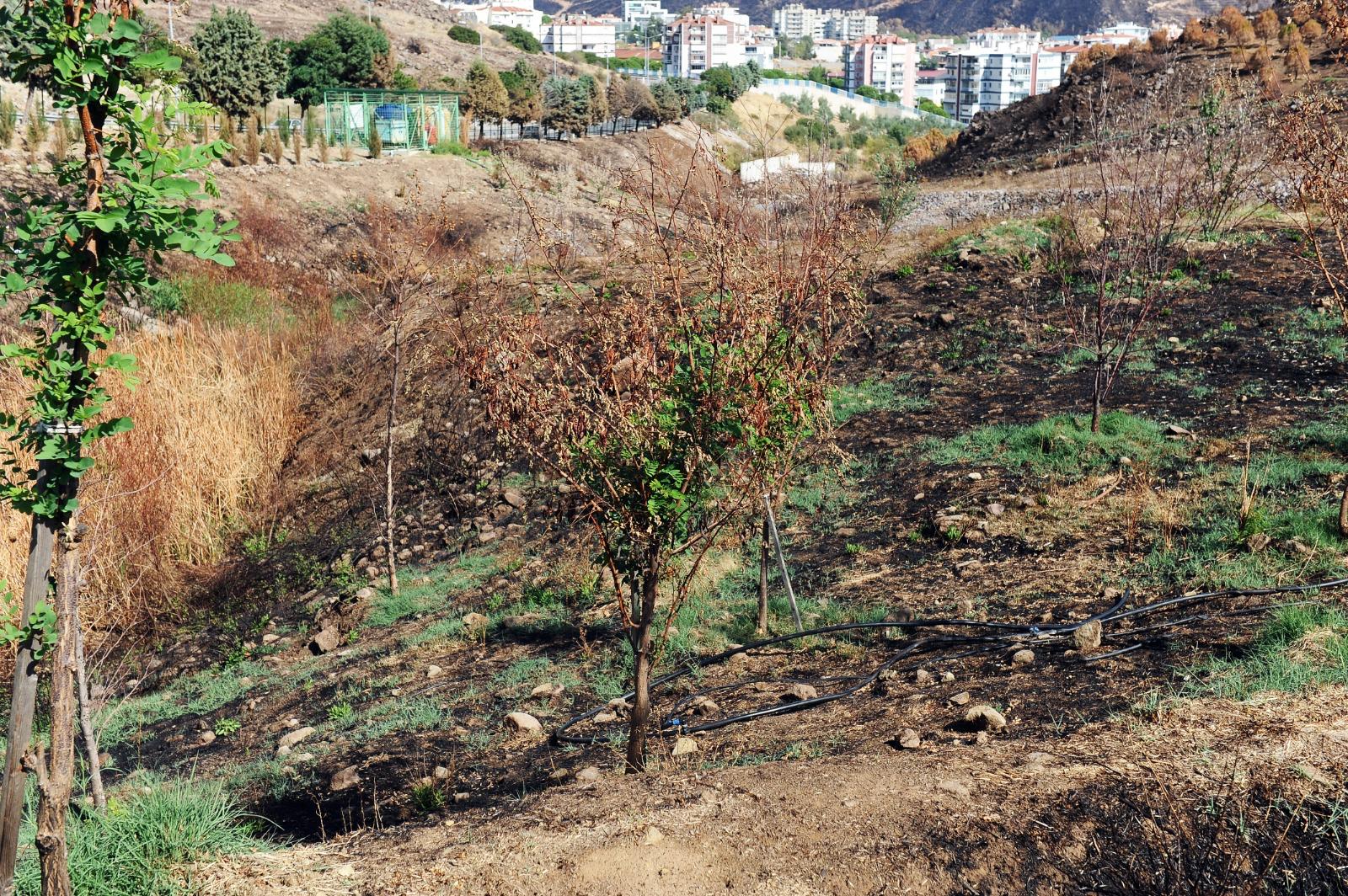 Üç adet polinatör evi 