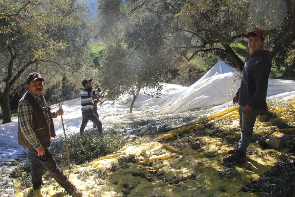 Zeytin Üretiminde Türkiye’nin Zirvesinde