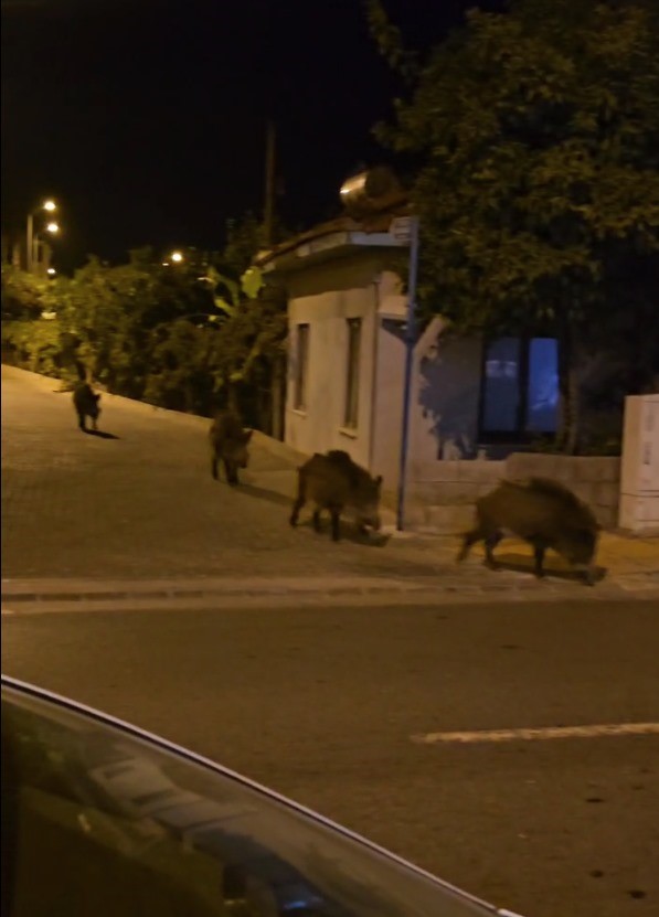 Gece gündüz fark etmeksizin yaban domuzlarının şehir merkezinde, hiçbir şeye aldırış etmeden sürüler halinde gezerek sokakları mesken tuttuğunu ifade eden vatandaş, özellikle araç sürücülerinin zor anlar yaşadığına dikkat çekti.