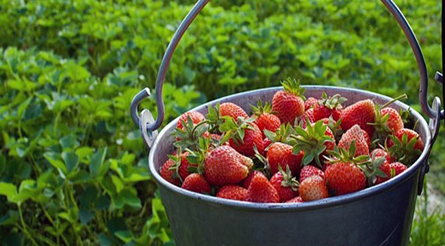 Cilek Uretimi 10 Kat Artti