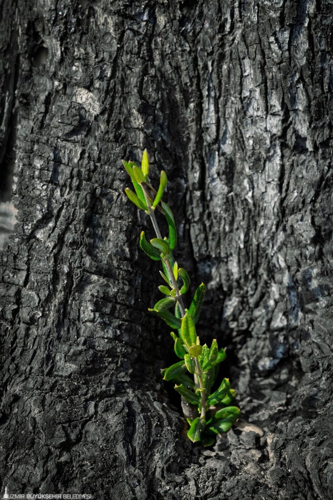 Zeytinliklerde büyük tahribat görüldü