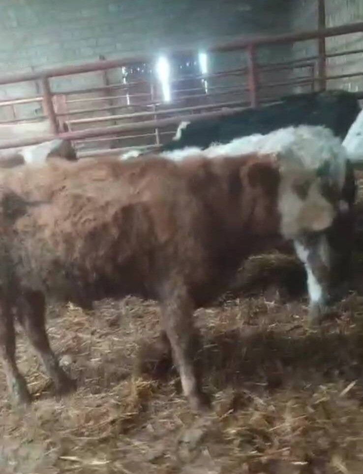 2 büyükbaş hayvan, tel çitlerle çevrili araziden 20 gün önce kaybolmuştu.