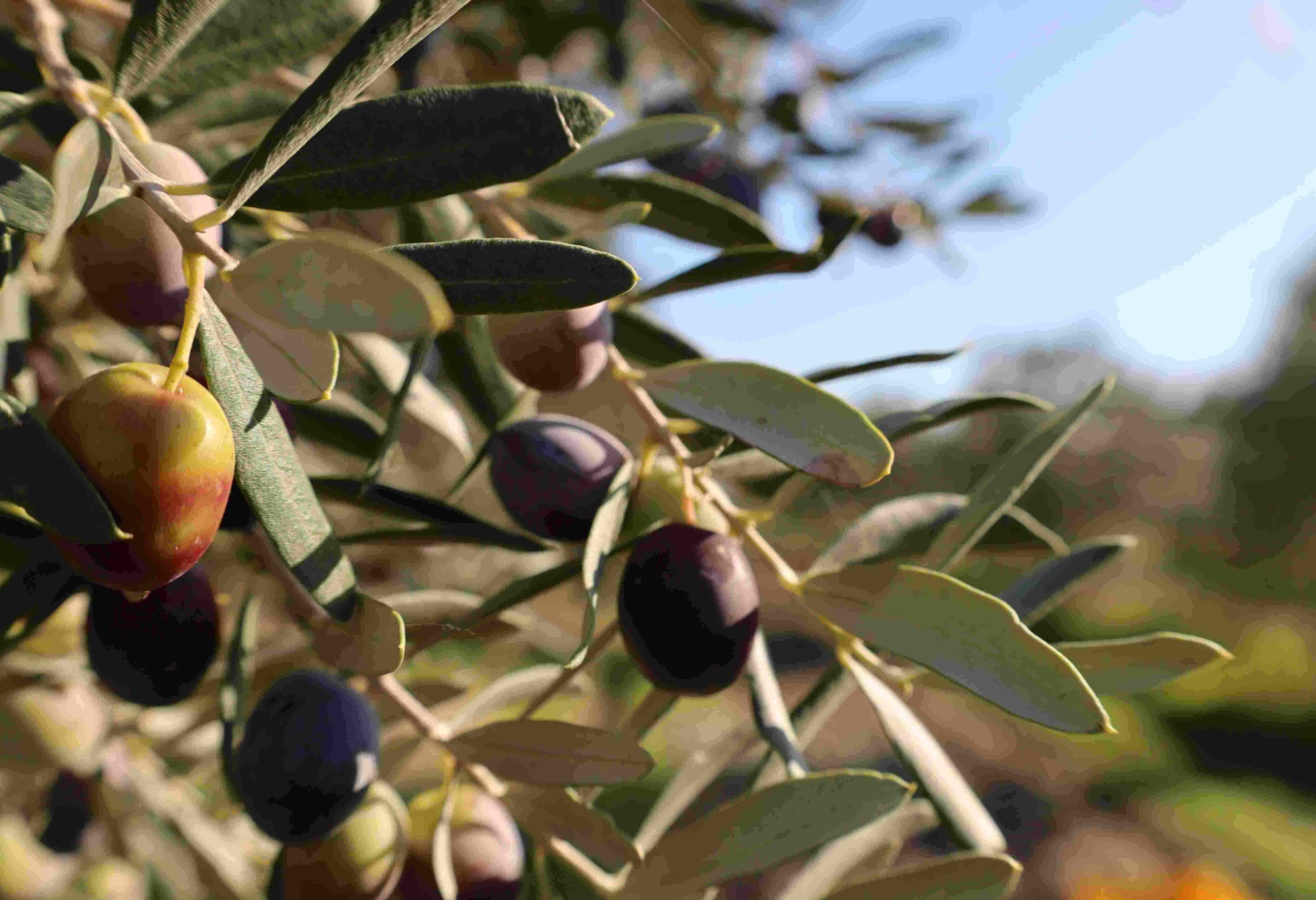 78 bin dönüm alanda zeytincilik
