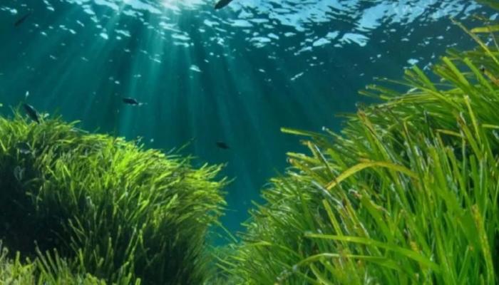 'EGE DENİZİ'NDE 470 TÜRÜN 9 TANESİ İLK DEFA BELİRLENDİ'