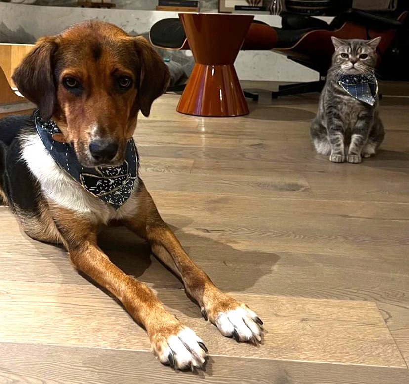 Atık denimlerden kedi-köpek fuları ve tasması tasarladım