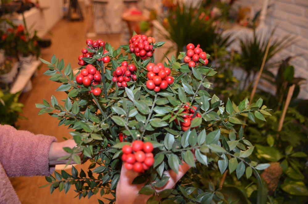Kokinaya Yılbaşında Yoğun Ilgi