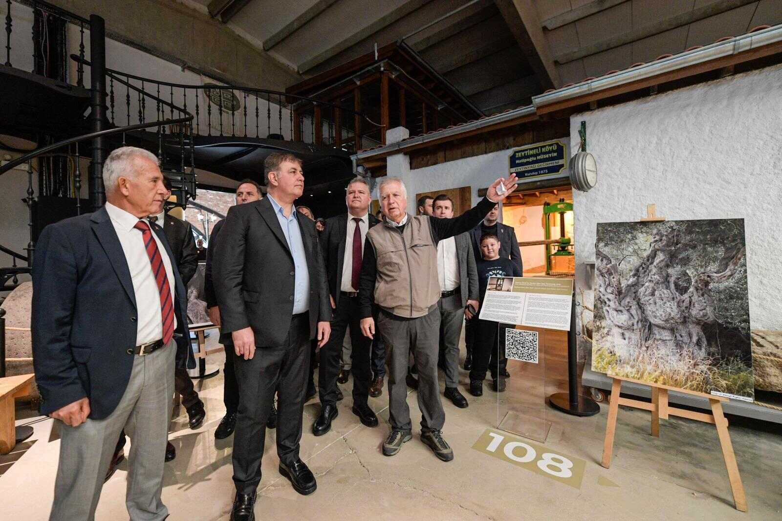 Zeytin ağacı mitolojide ölümsüz ağaçtır