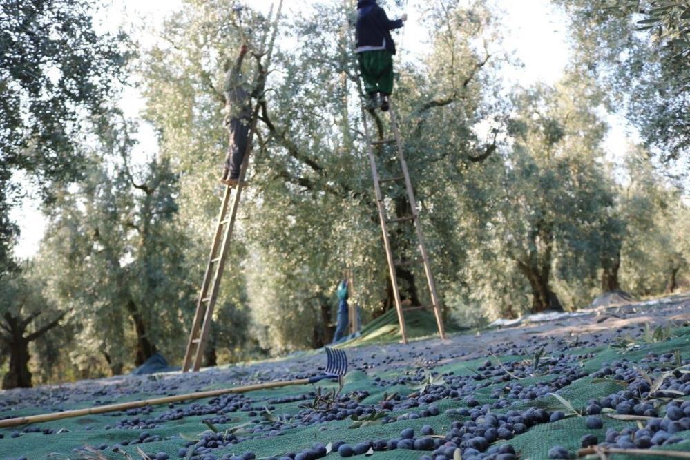 Zeytinyağı ihracatı hızlı gidiyor, ABD'ye ihracat 5 katına ulaştı-1