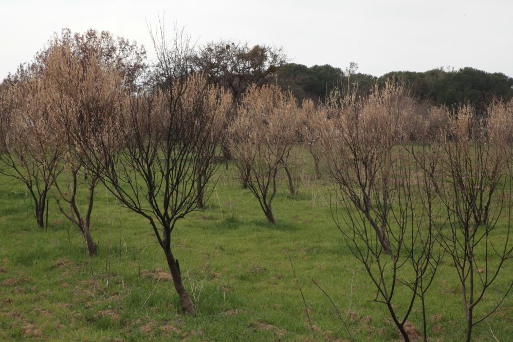 5 bin zeytin fidanı dağıtıldı