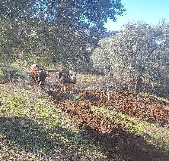 Aydın Dağlarında Öküz