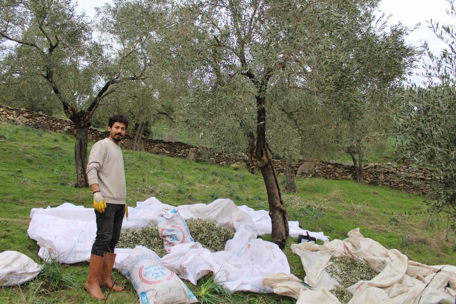 aydın zeytin hasadı