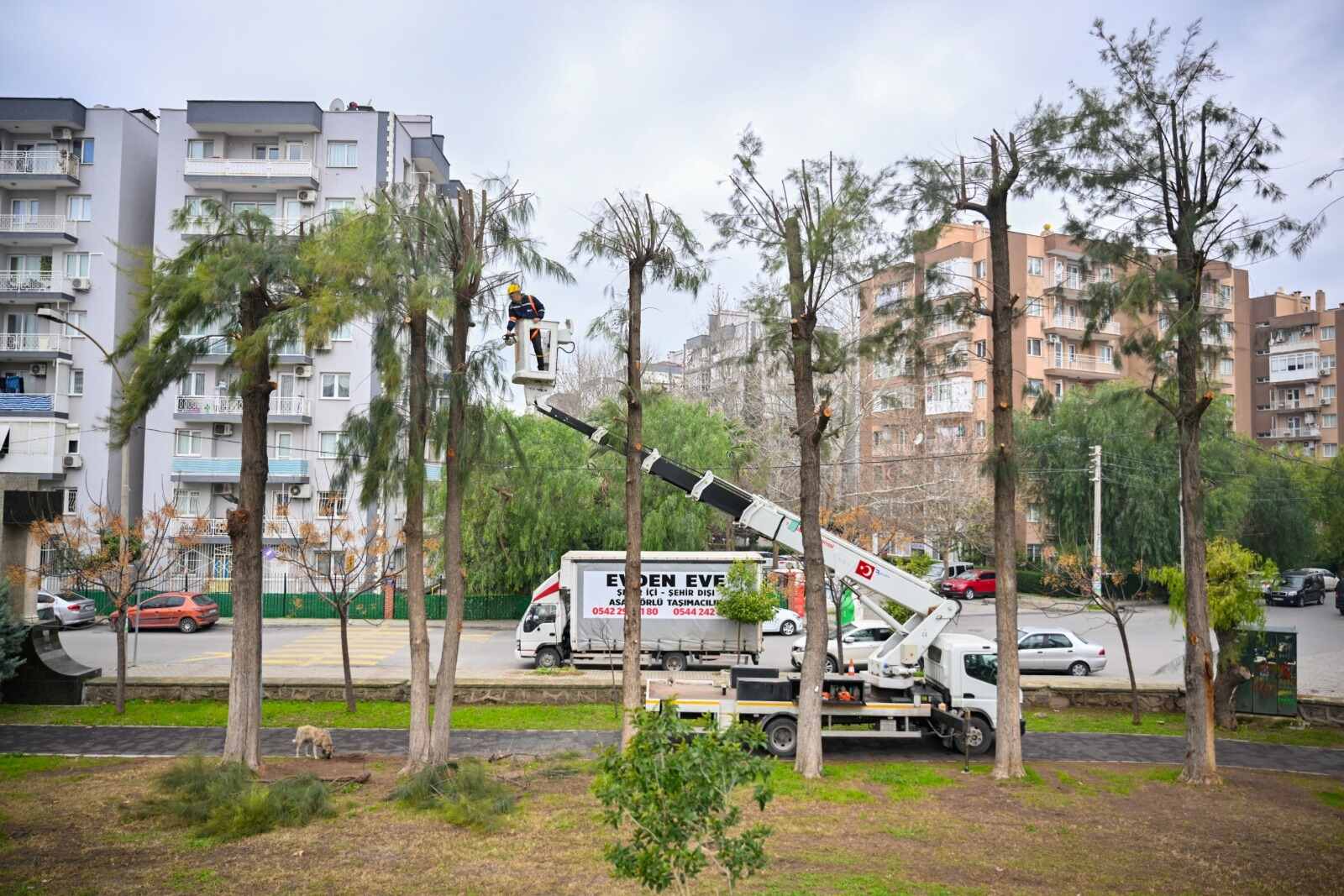 Bornova Ağaç Budama Çalışması